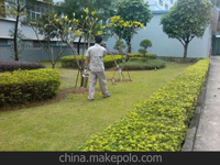 南寧第45屆體操世界錦標(biāo)賽主賽場(chǎng)、訓(xùn)練場(chǎng)病媒生物防制工作